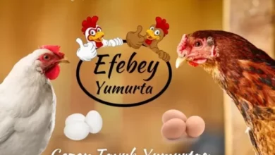 efebey yumurta